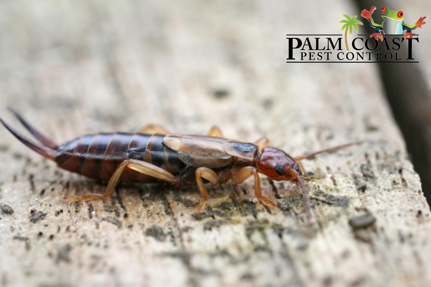 earwigs
