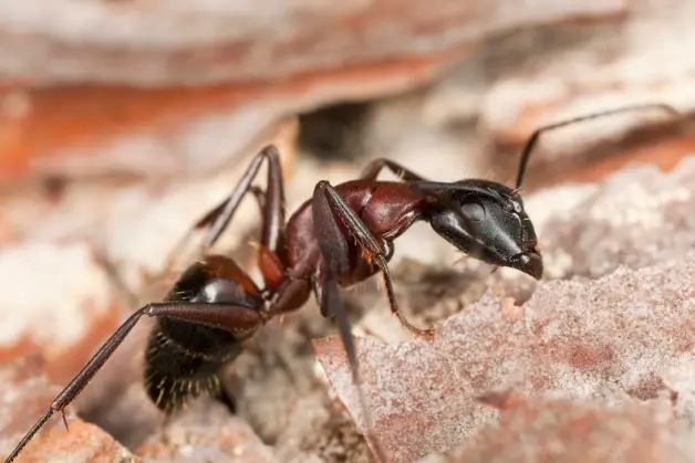Argentine Ants 1