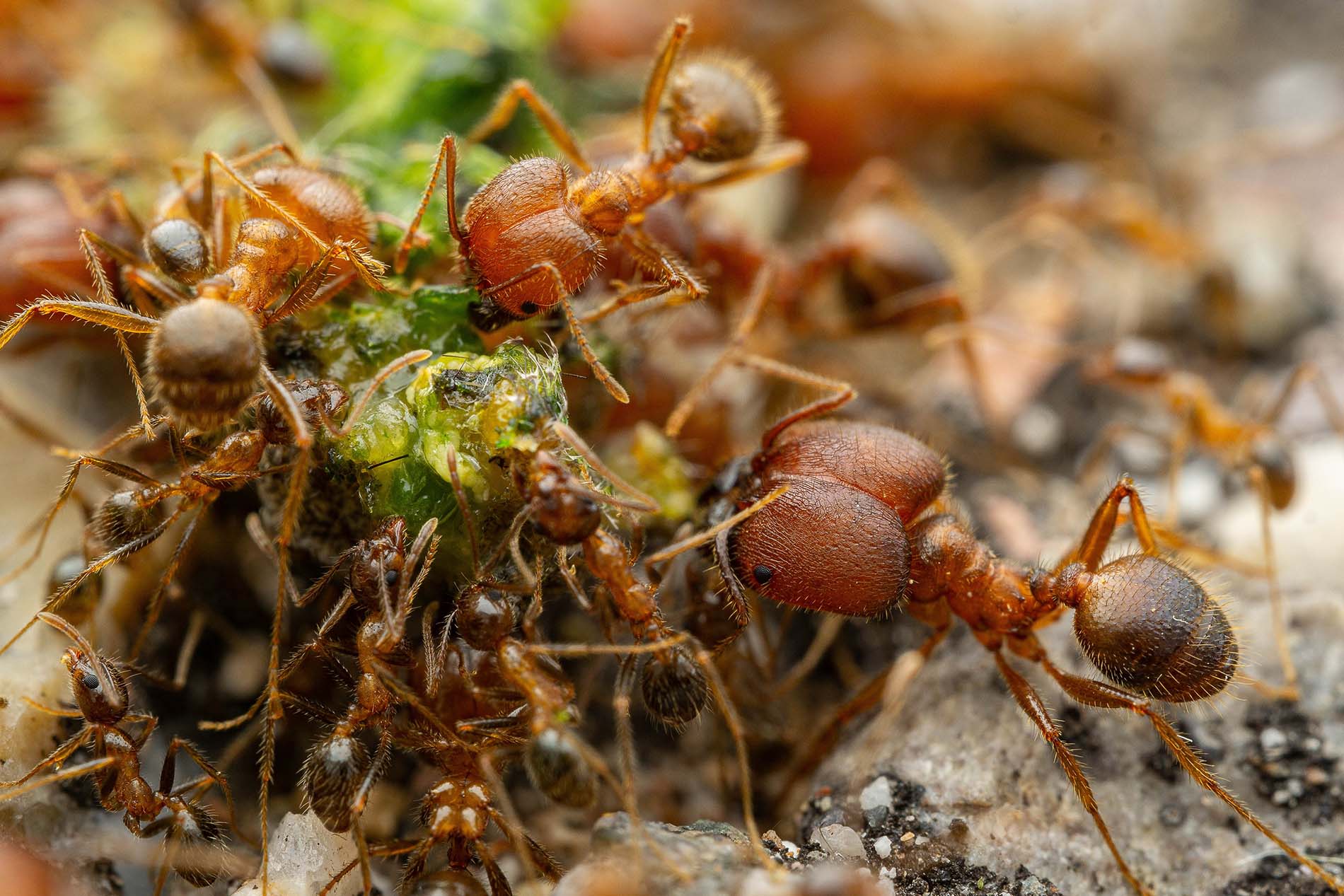 Big headed Ants