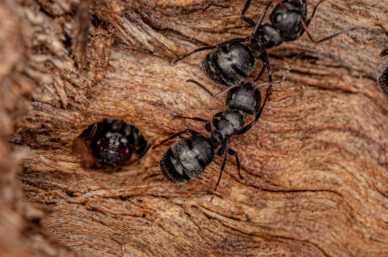 Carpenter Ant FL