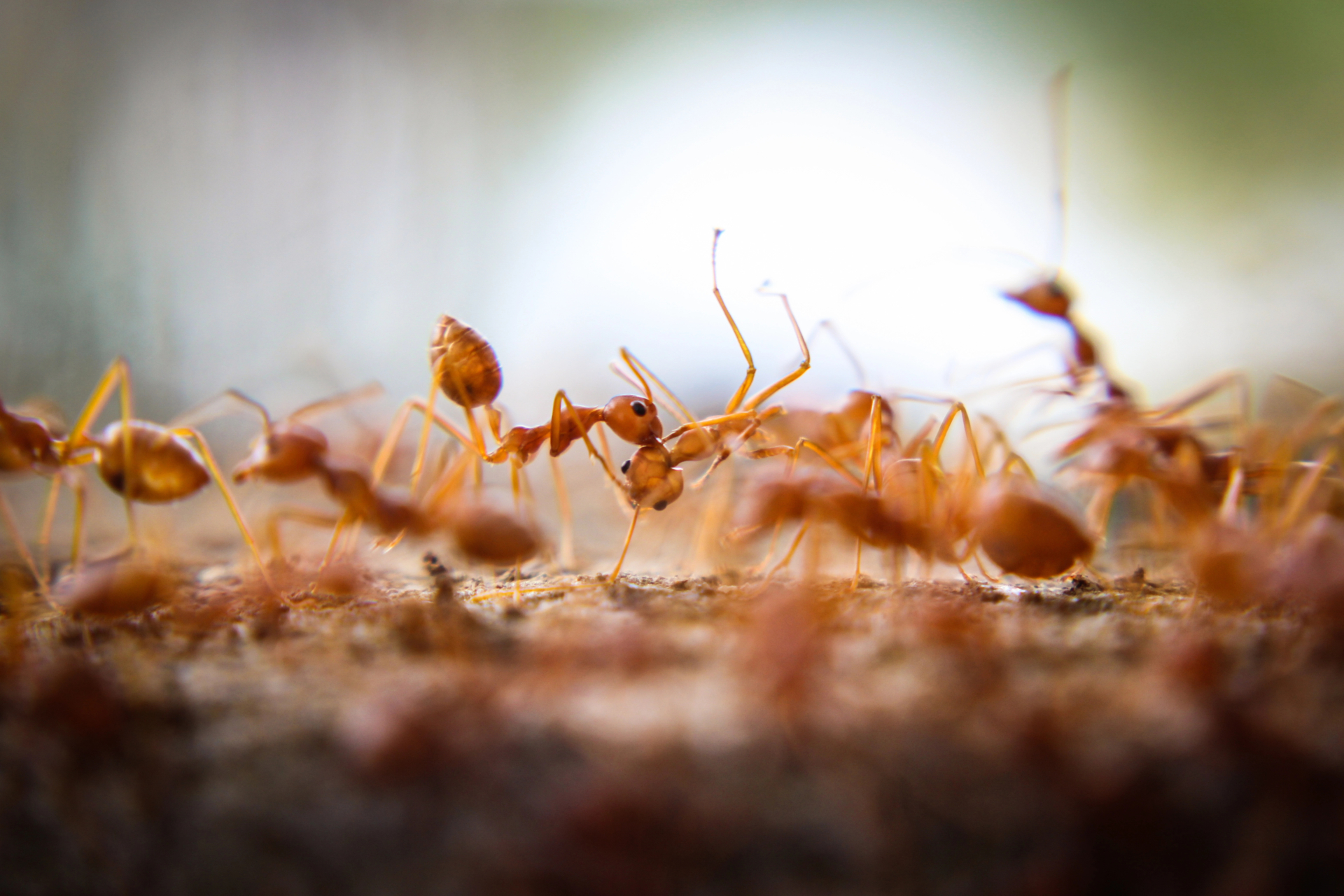 Red Imported Fire Ants FL