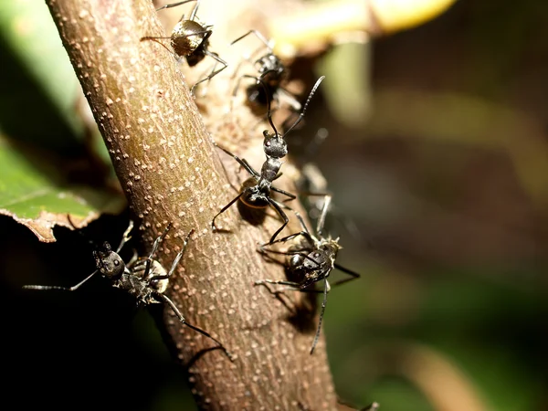 White-Footed Ants
