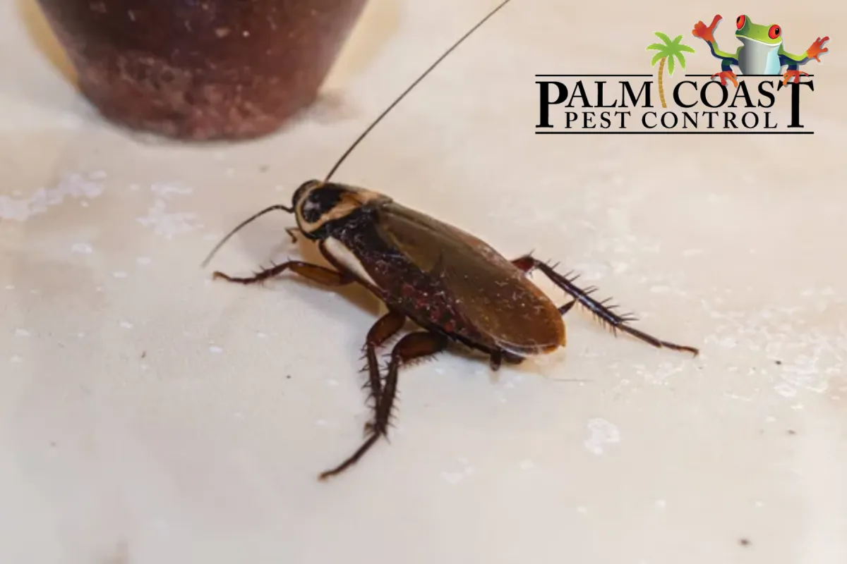 A cockroach is crawling on a tiled floor