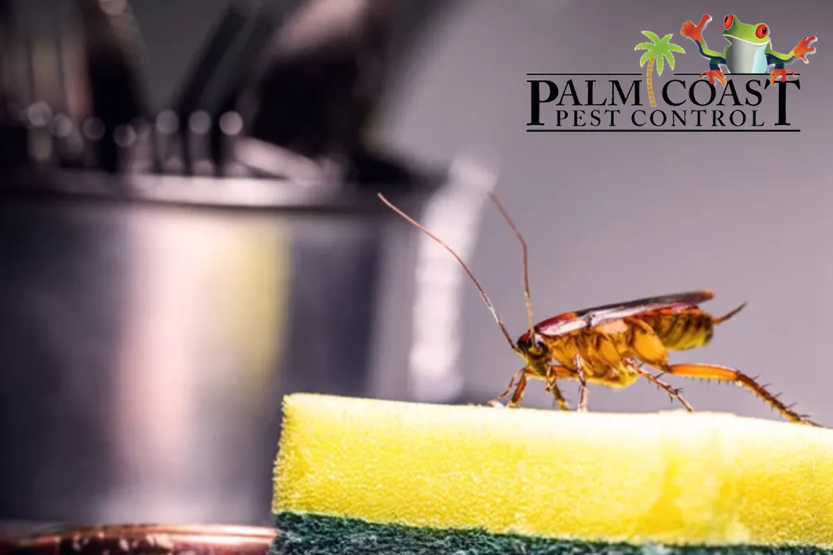 Cockroach walking on a washing sponge in the kitchen sink
