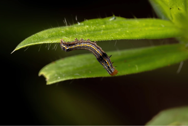 Fall Armyworm​