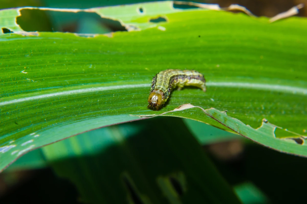 Fall Armyworm​s FL