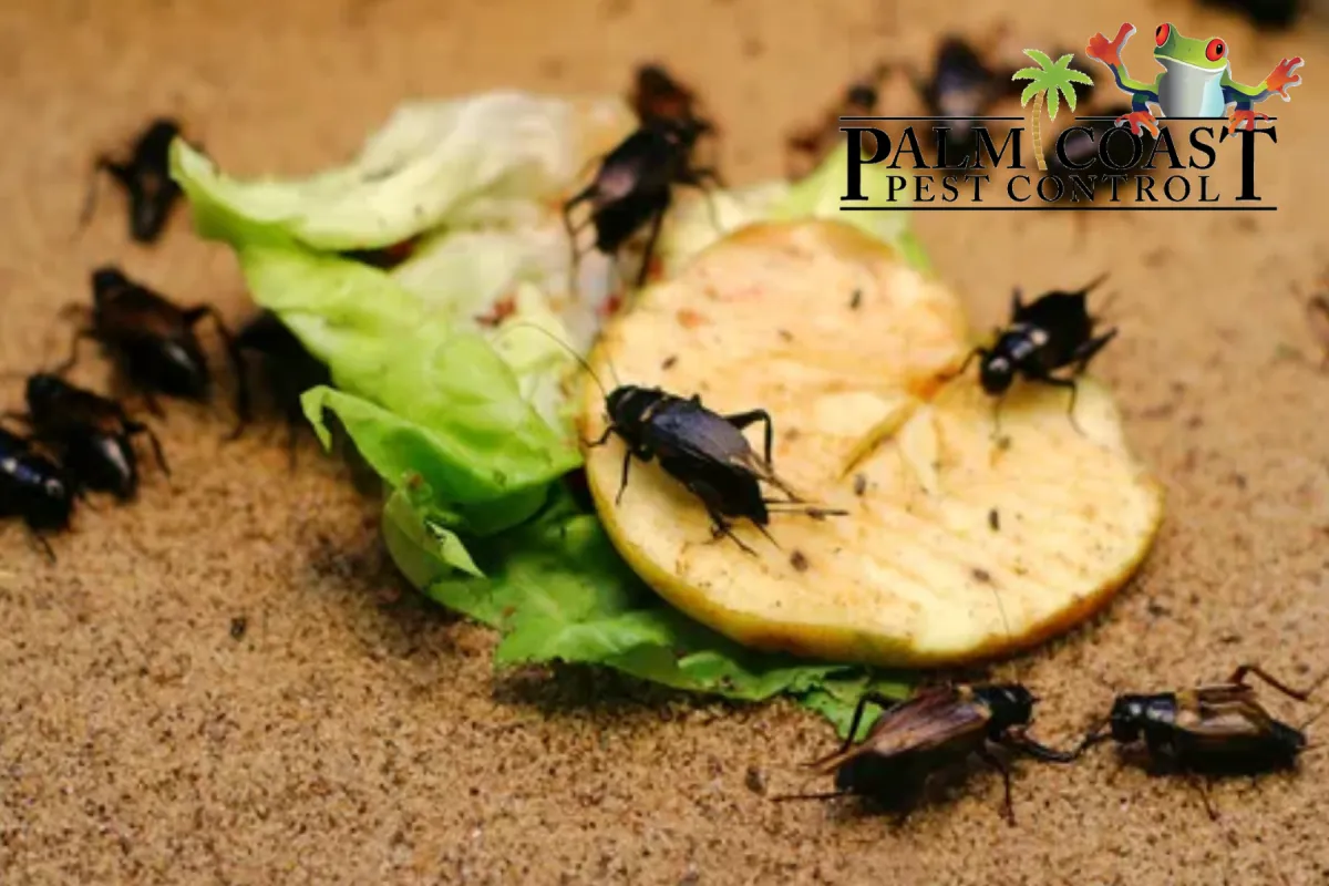 Insects on food