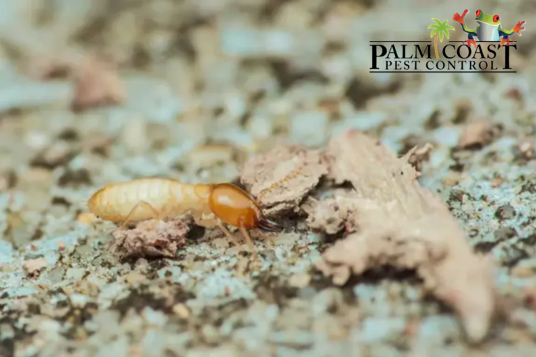 subterranean termite on the floor