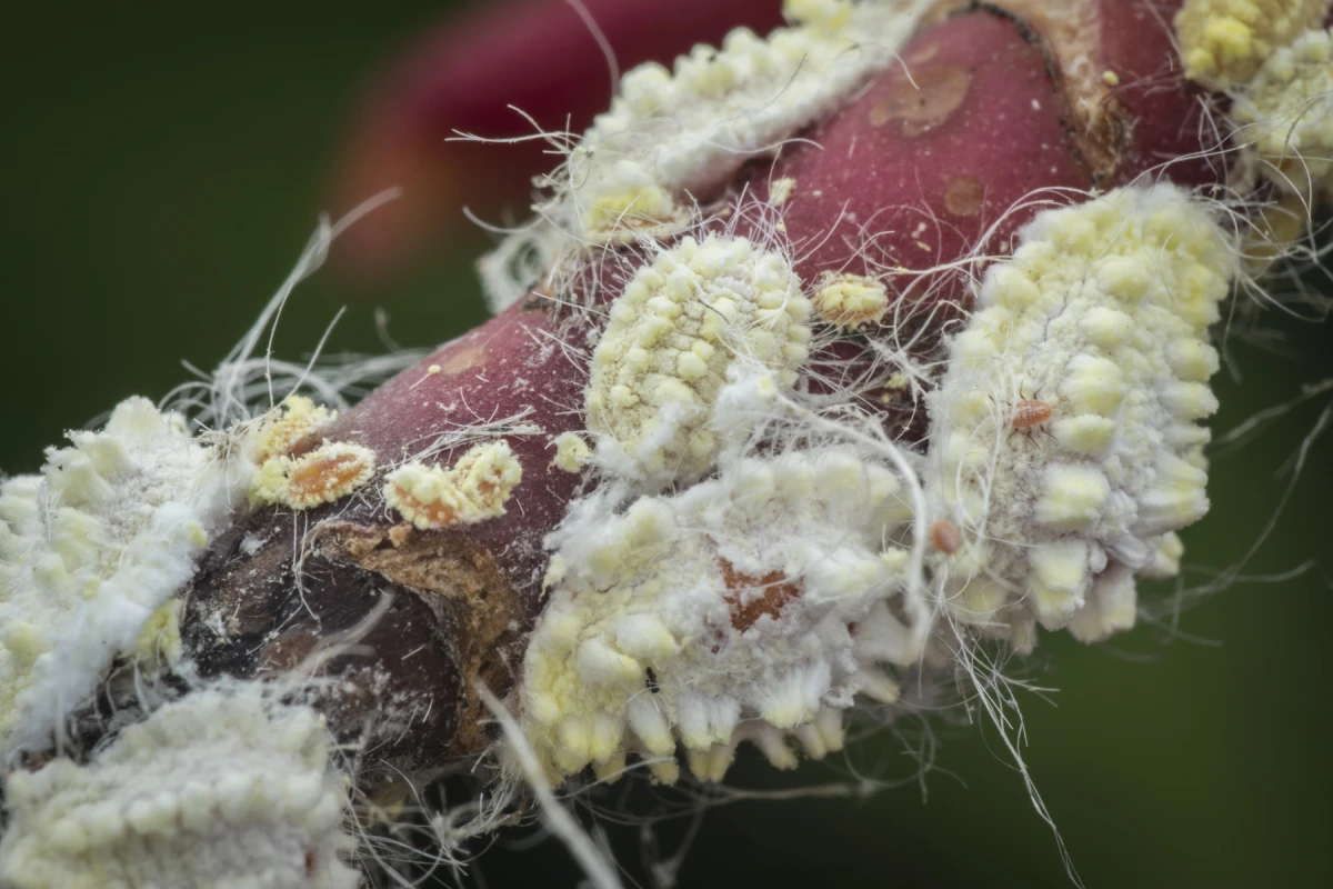 Mealybug