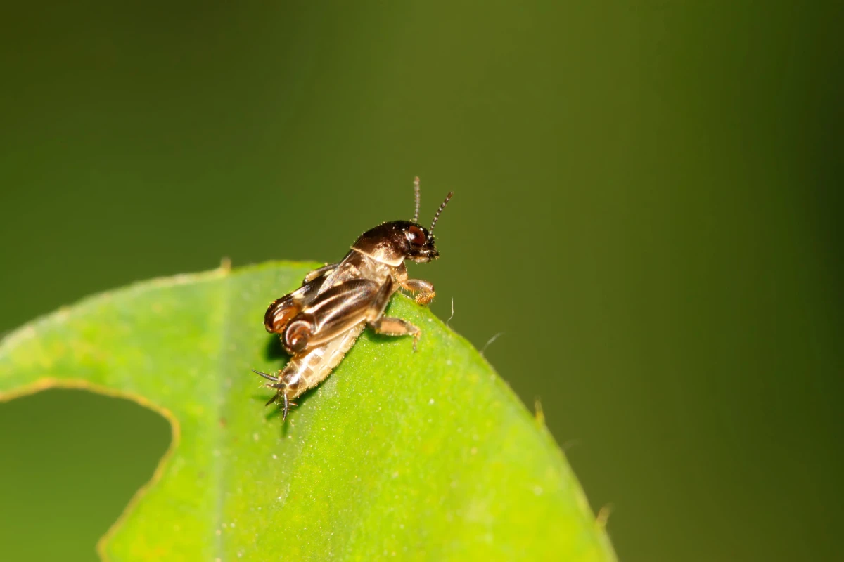 Mole Cricket