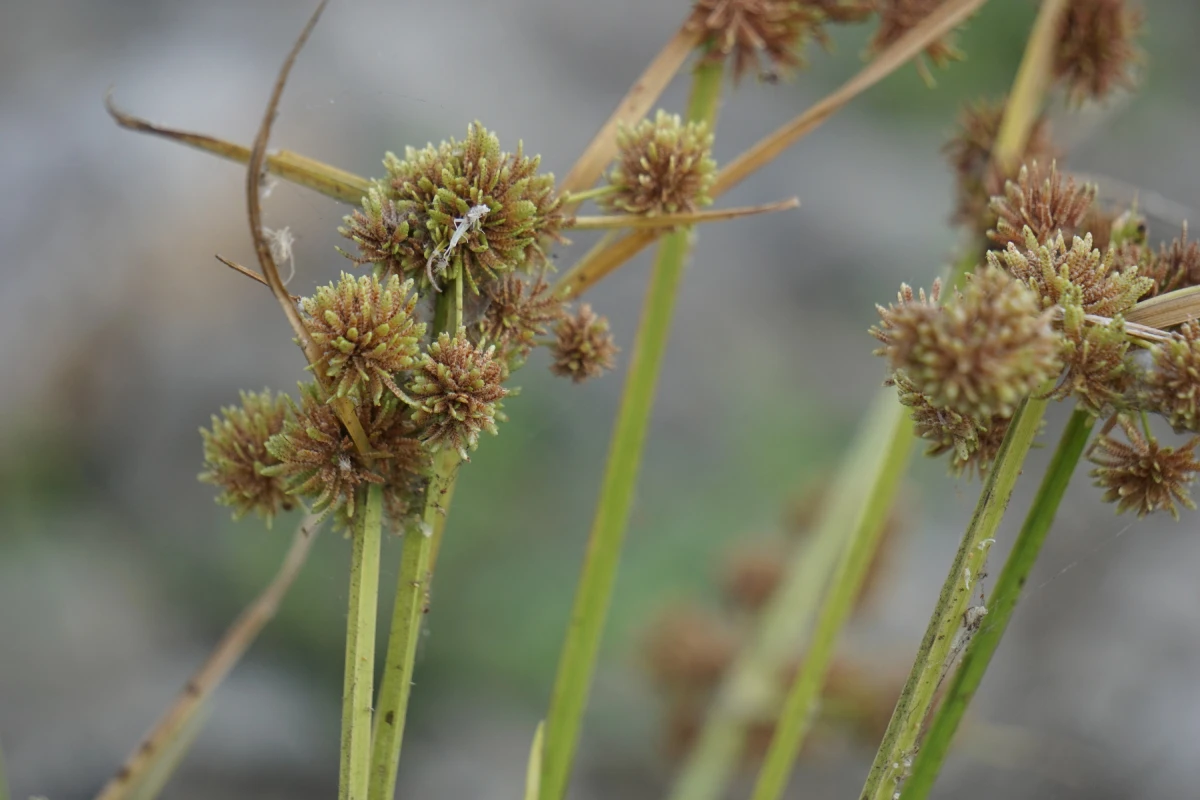 Sedge Weed