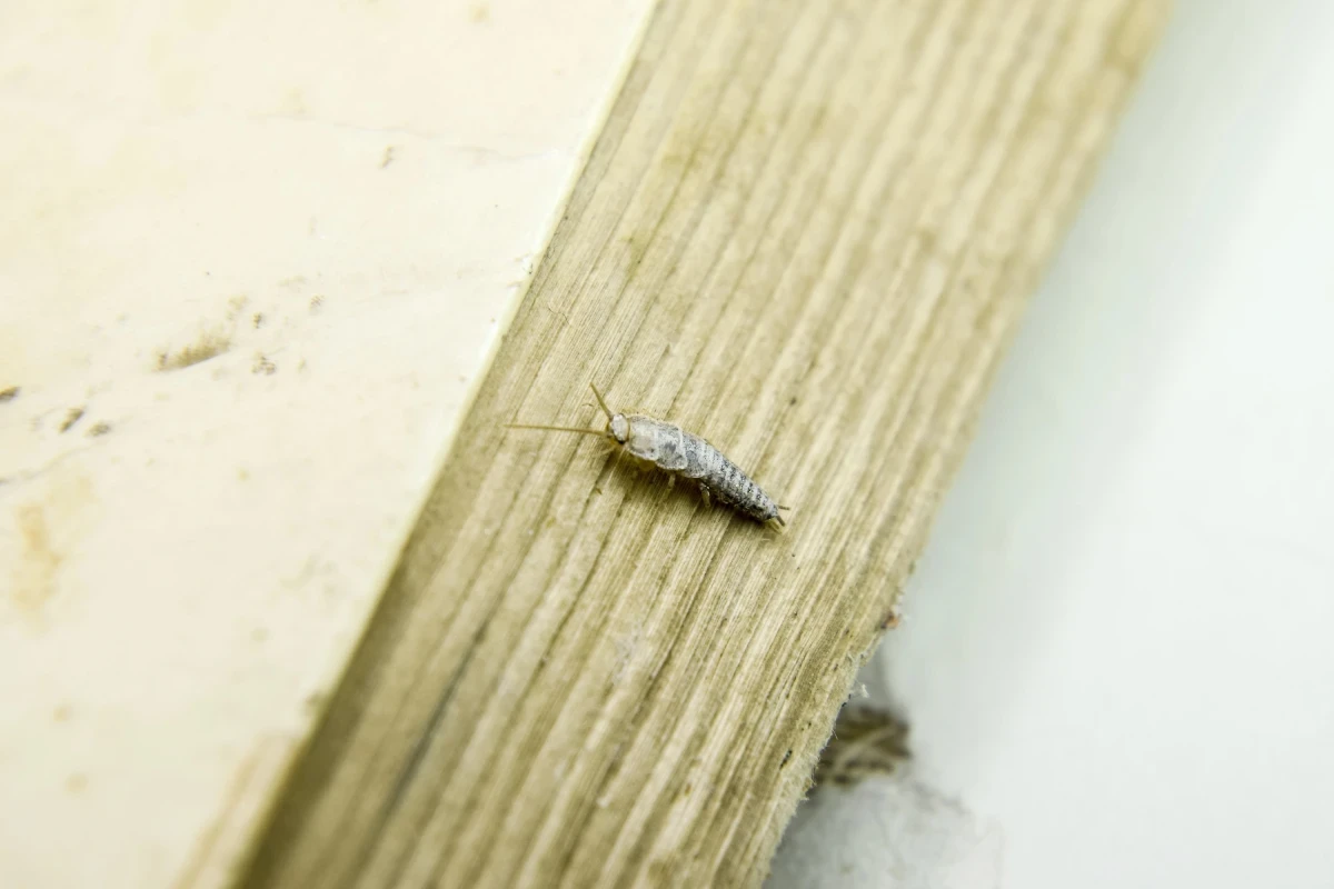 Silverfish FL