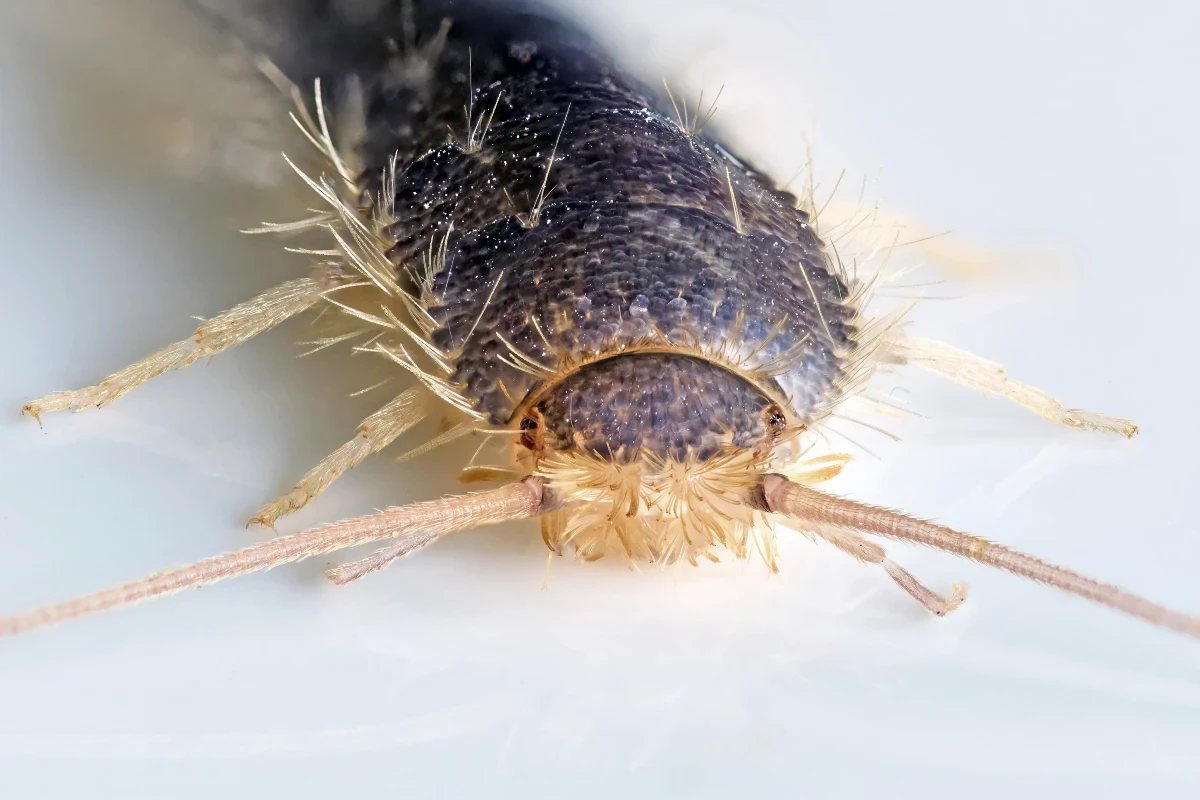 Silverfish