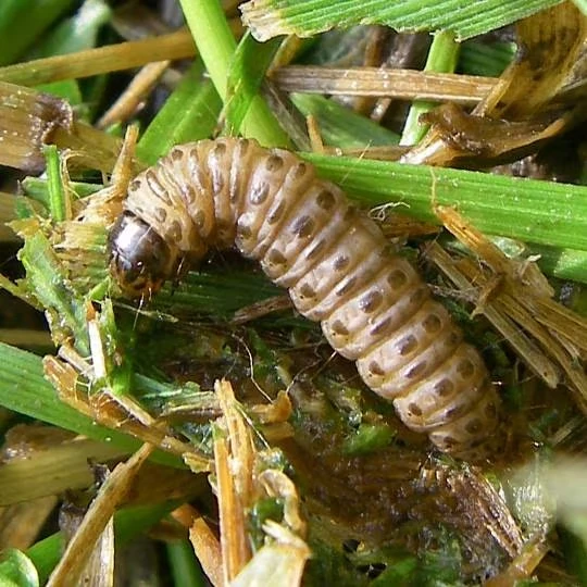 Sod Webworms FL