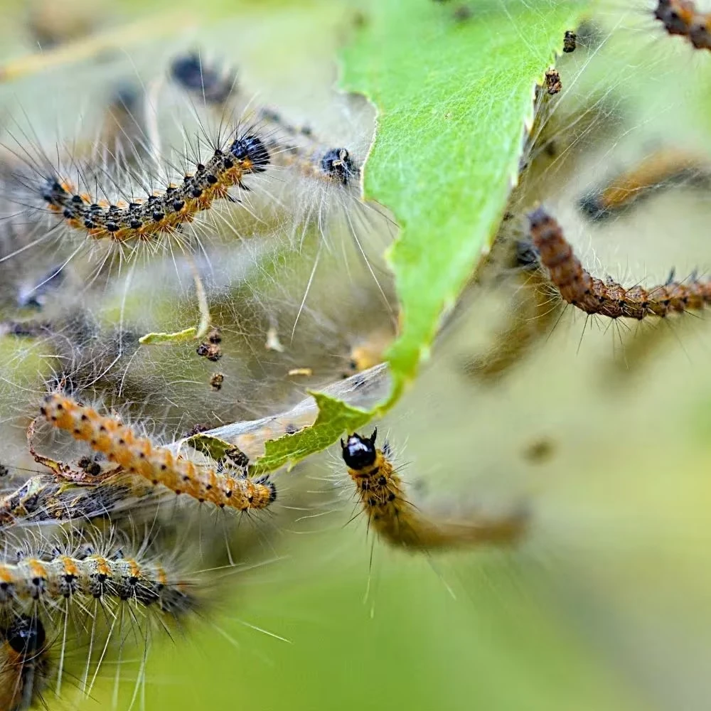 Sod Webworms