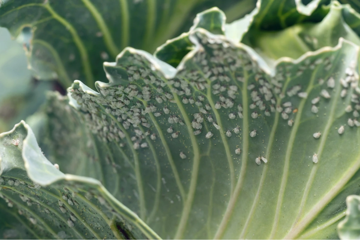 Whiteflies