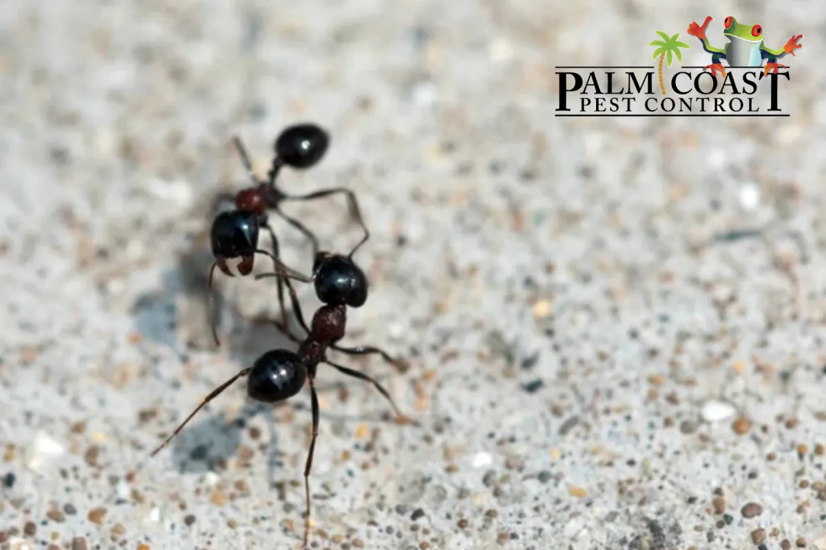 black ants fight
