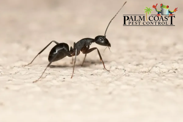 carpenter ant