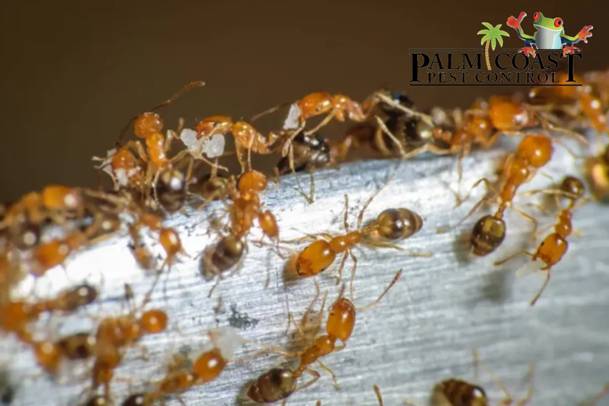 group of pharaoh ants