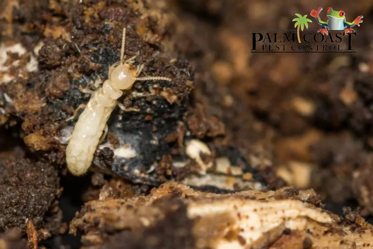 subterranean termite