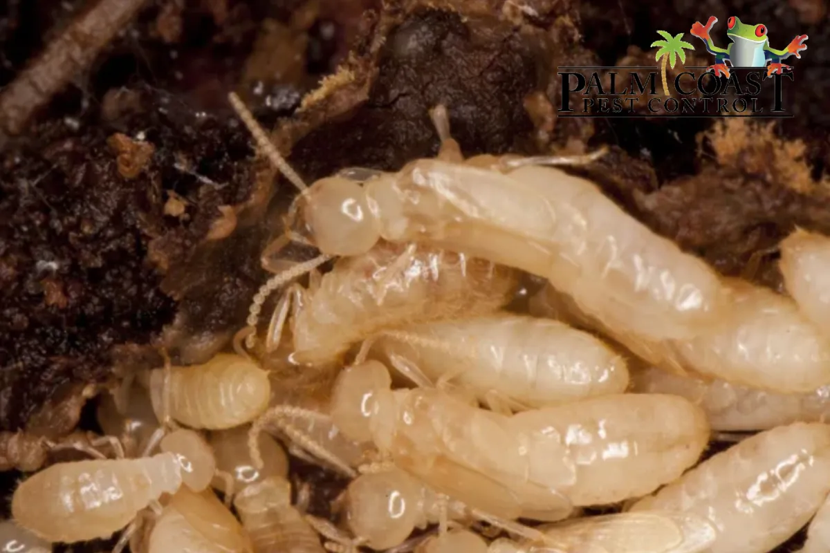 subterranean termites