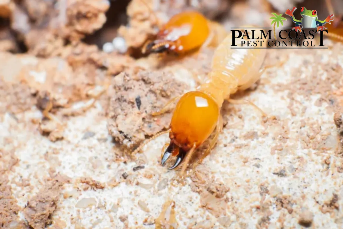 termite