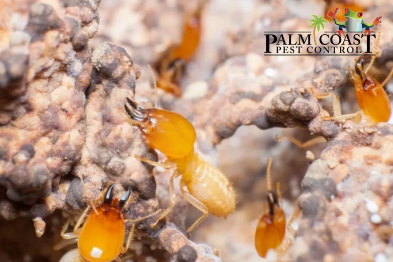 termite