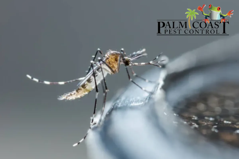 mosquito