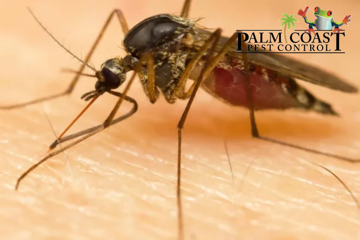 mosquito