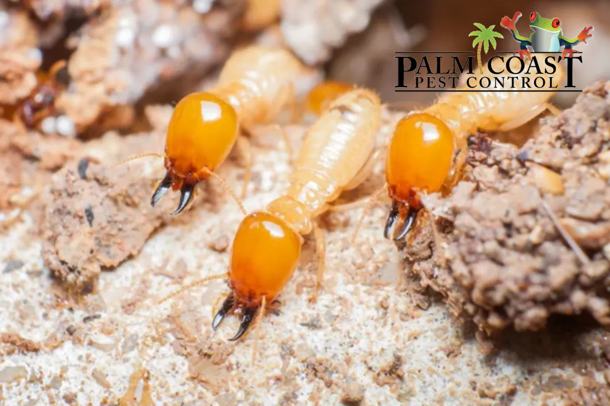 termites