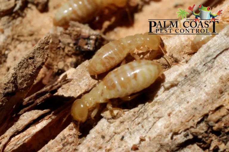 termites in rotten wood
