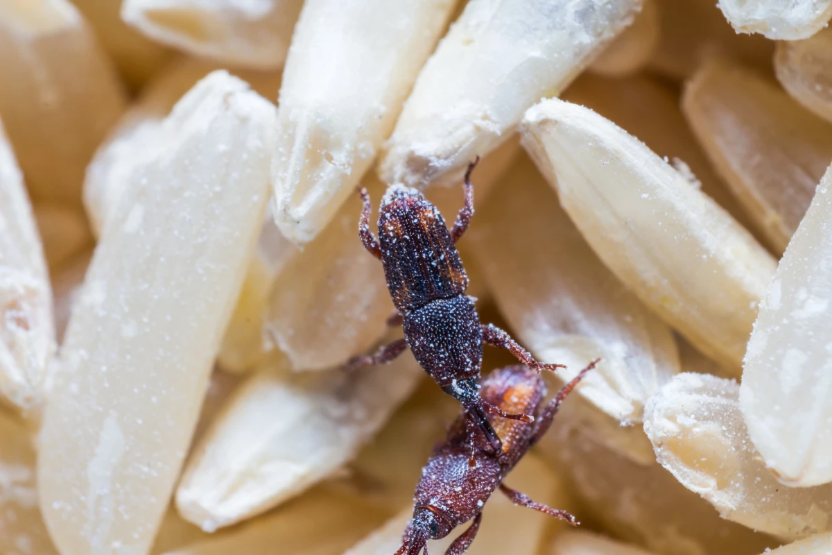 Pantry Pest FL