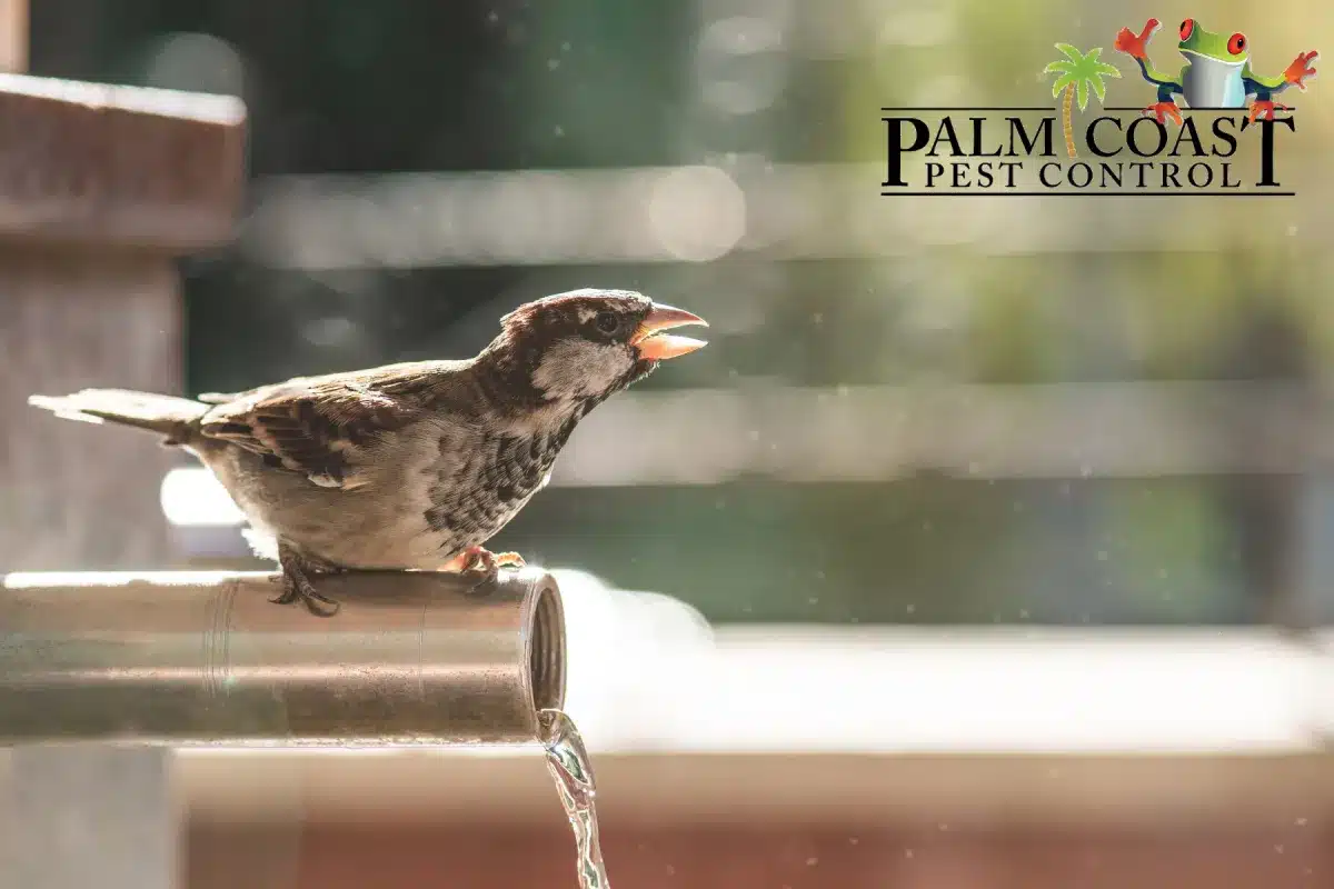 bird on the pipe