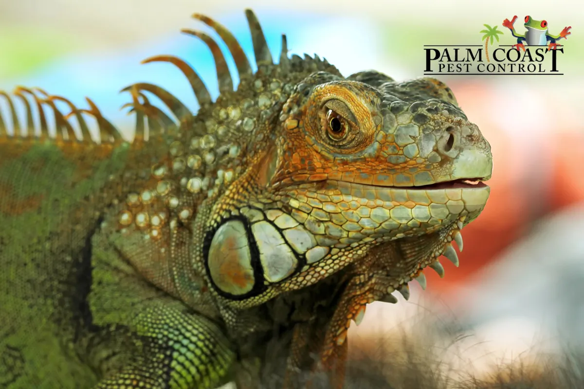 close up iguana