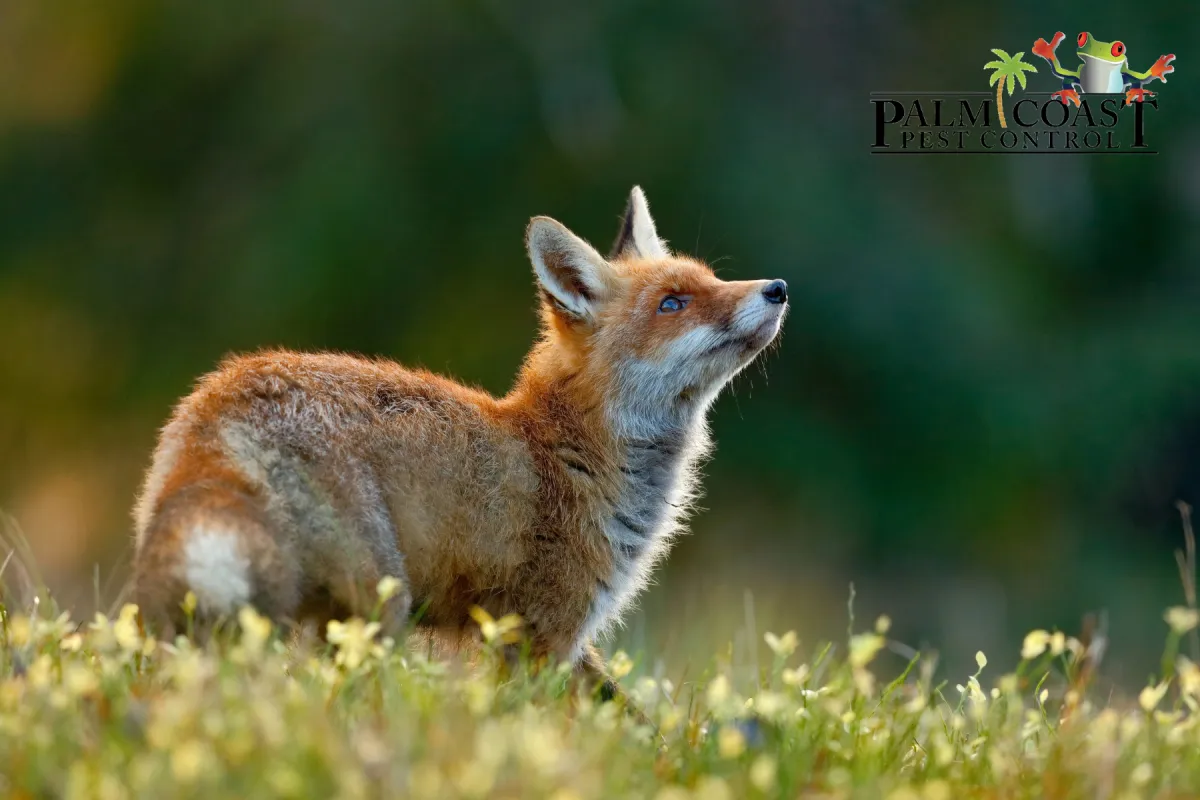cute fox