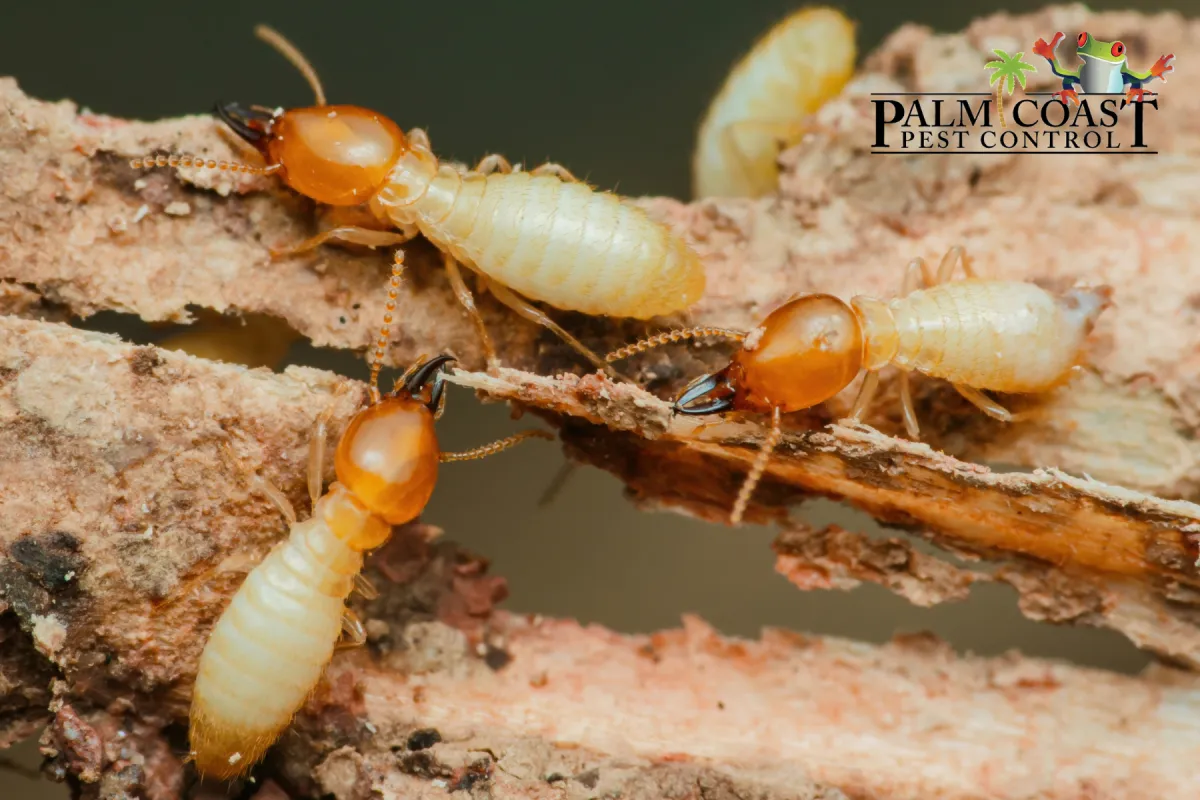 damp wood termite