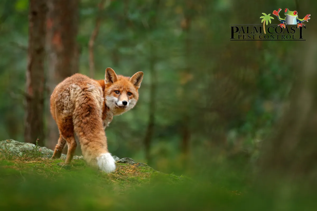 fox in the forest