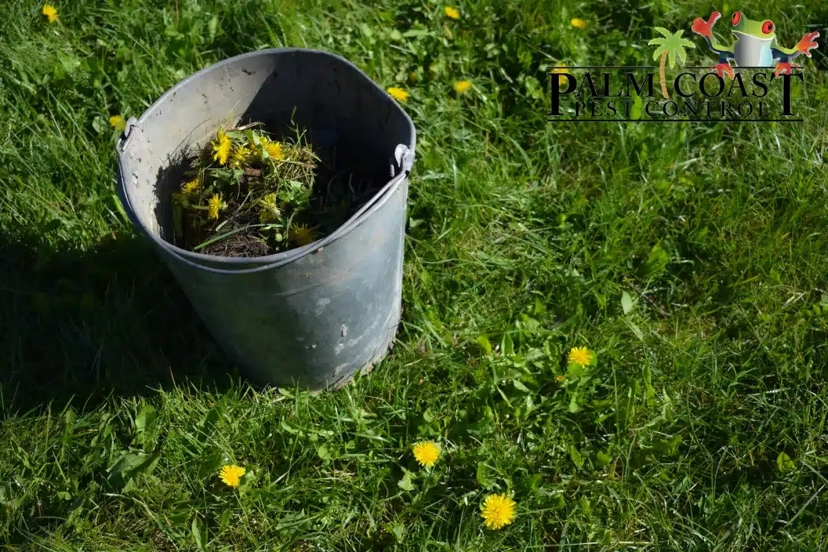 getting rid of weed in the lawn