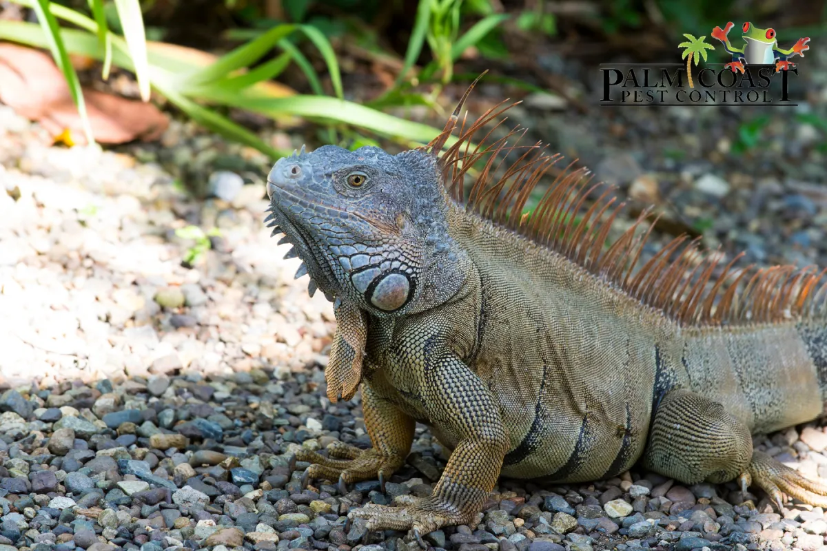 iguana