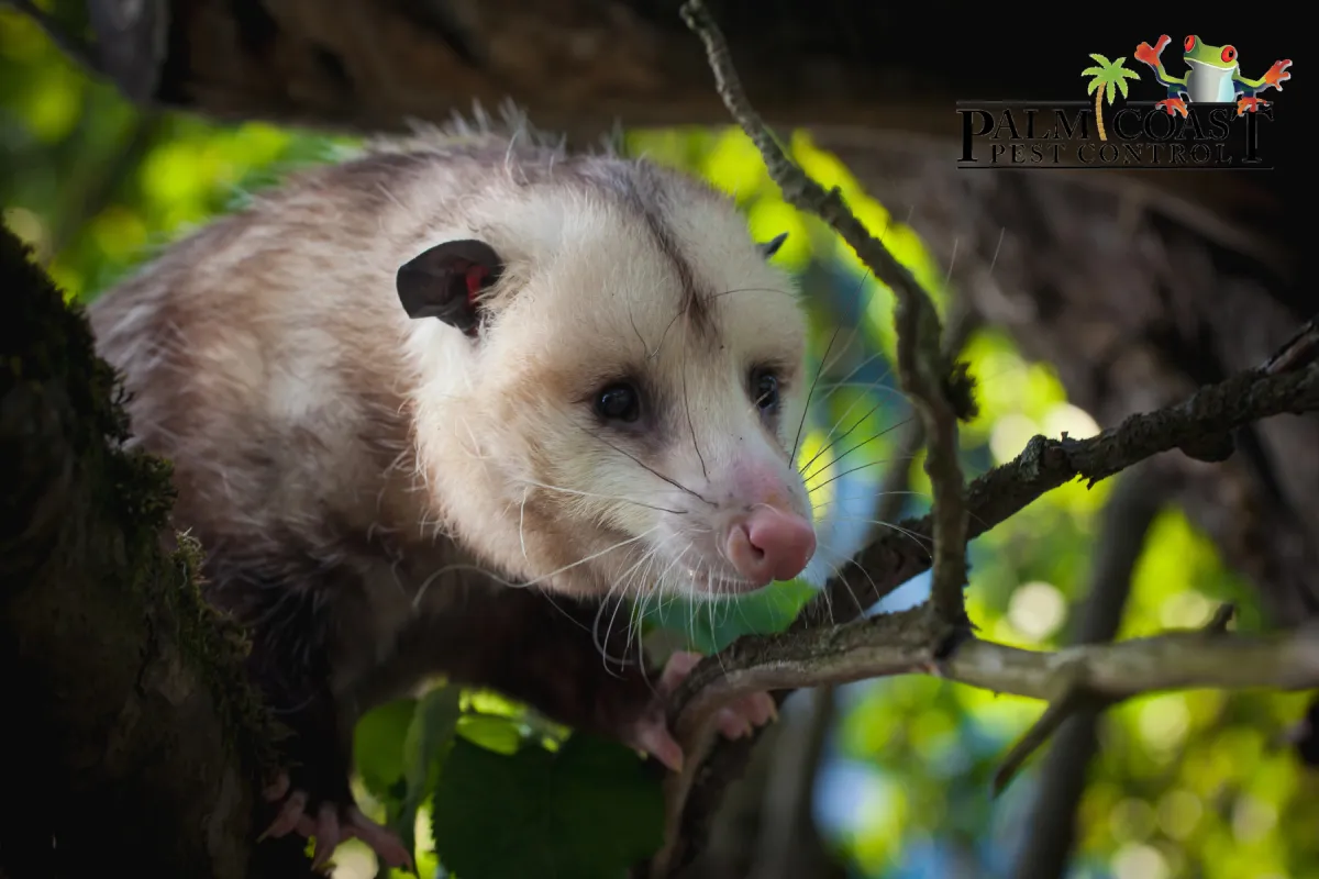 opossum