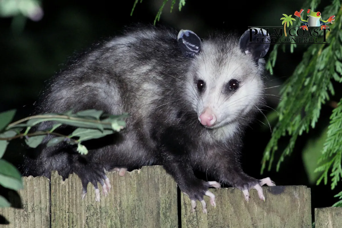opossum at night