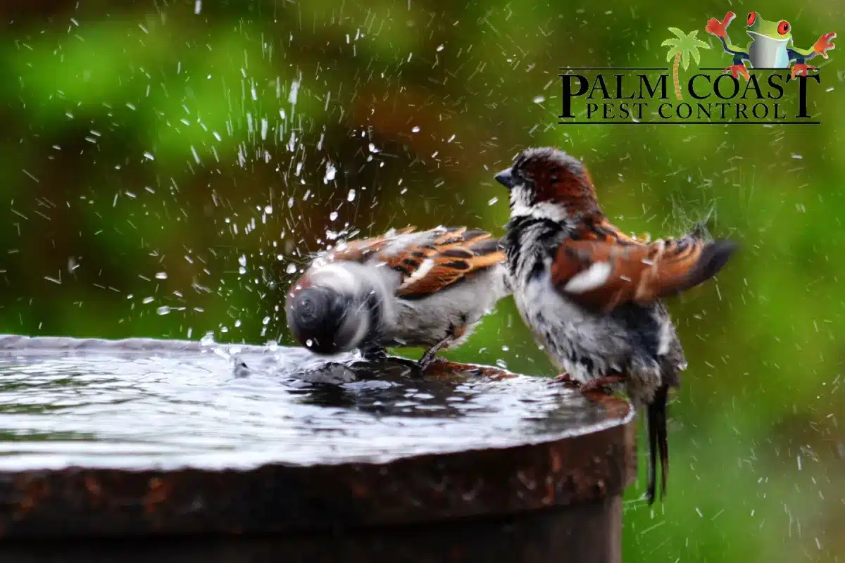 small birds playing in the water