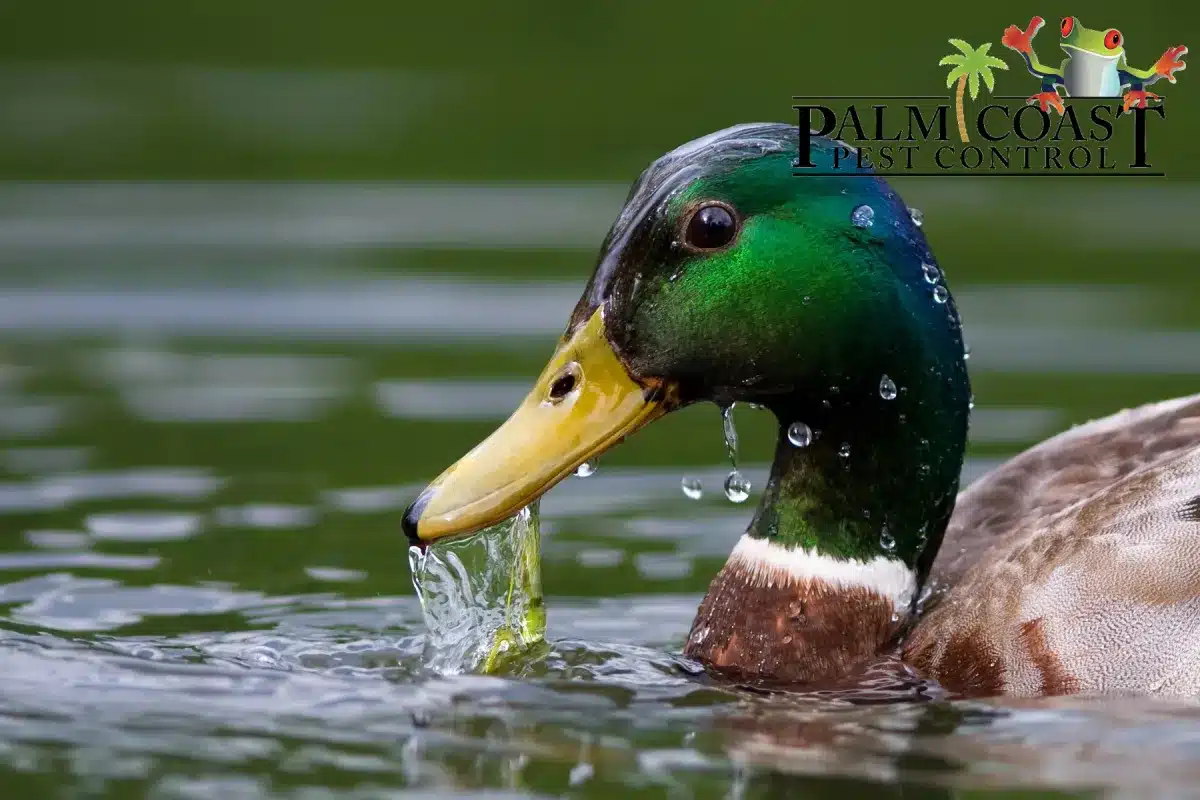 swimming duck