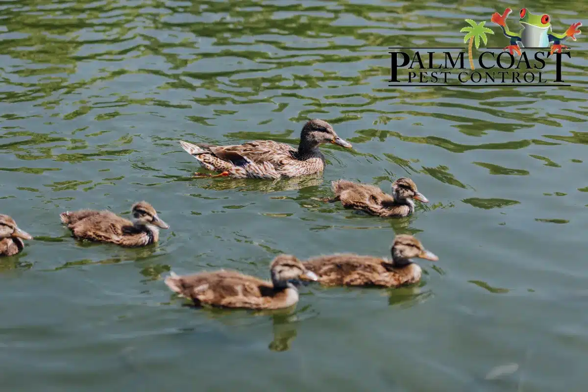 swimming ducks