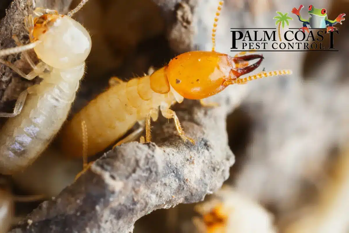 termite