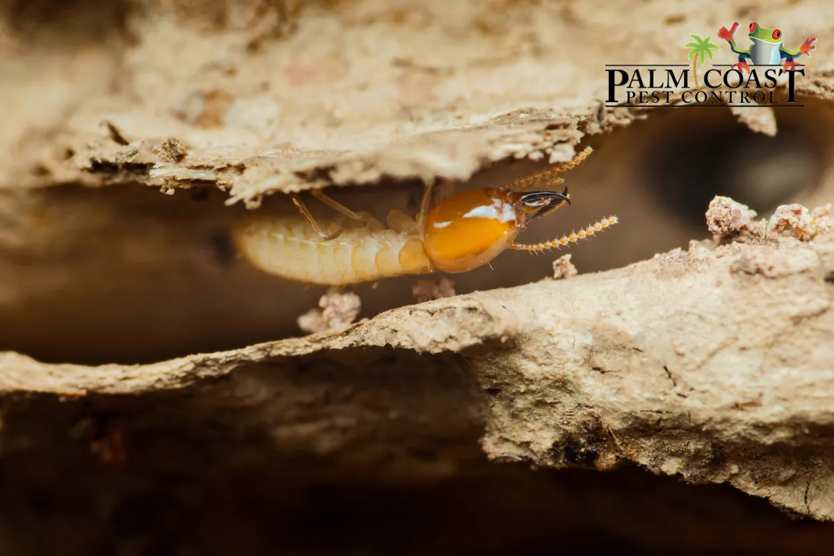 termite in wood