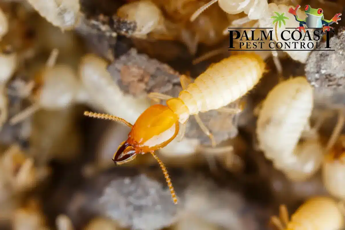 termite