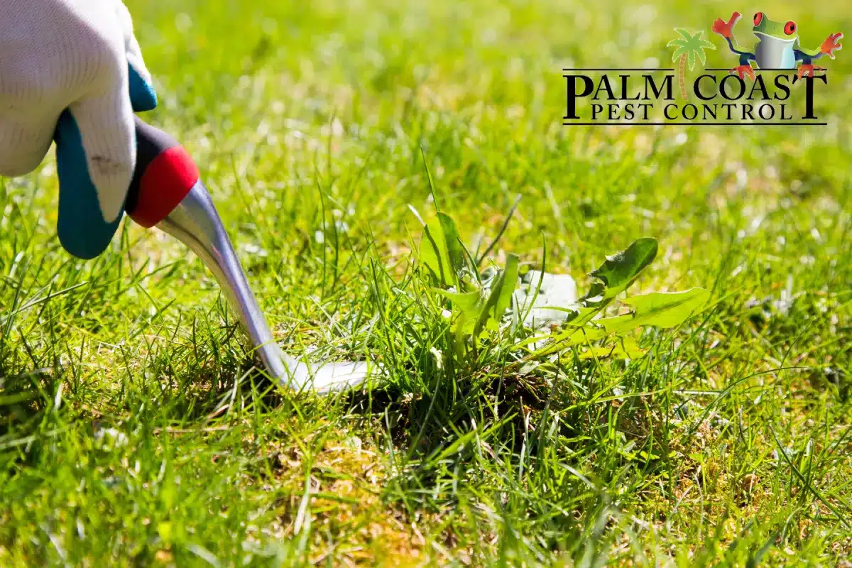 weed pulling