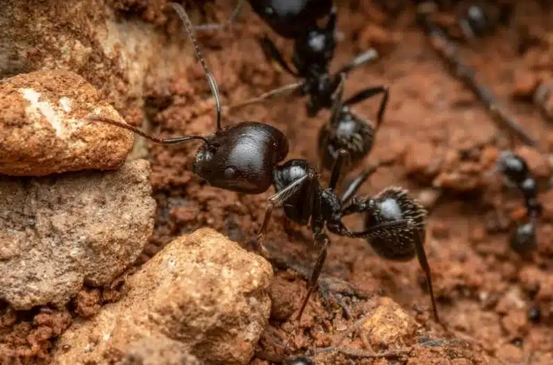 Pavement Ants