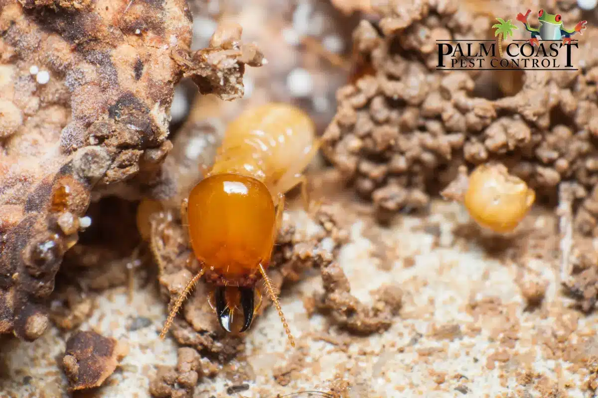 closed up termites